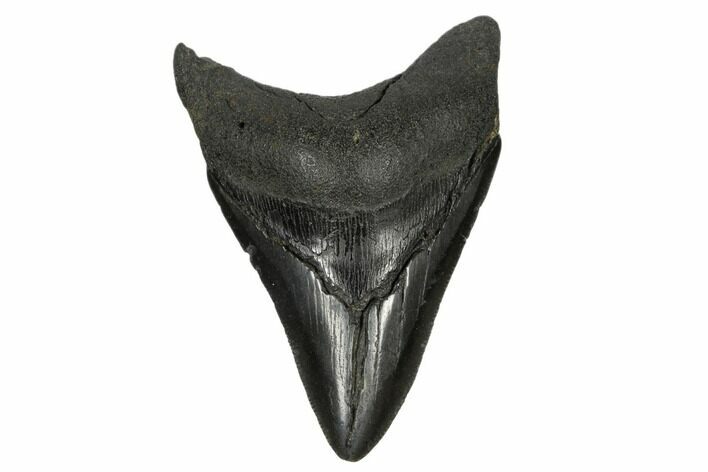 Fossil Megalodon Tooth - South Carolina #170479